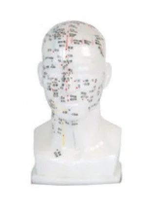 Cabeza de acupuntura de 20 cm — VIC Science
