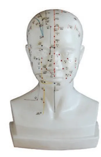 Cabeza de acupuntura de tamaño natural — VIC Science