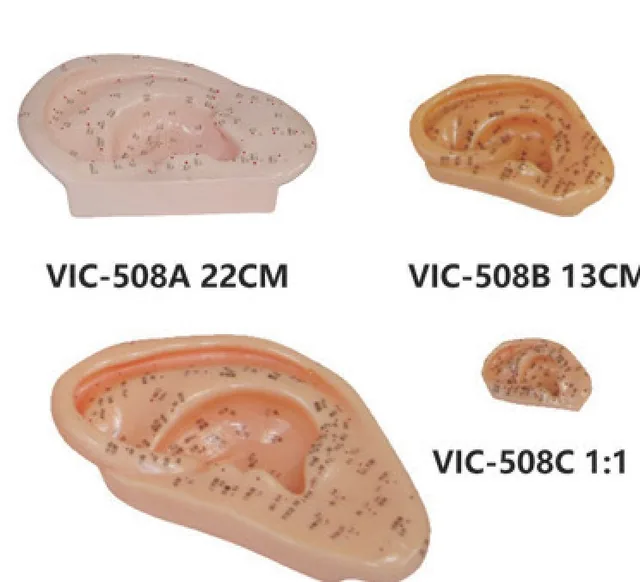 Acupuncture Ear Models (22 cm, 13 cm, 1:1, 40 cm) — VIC Science