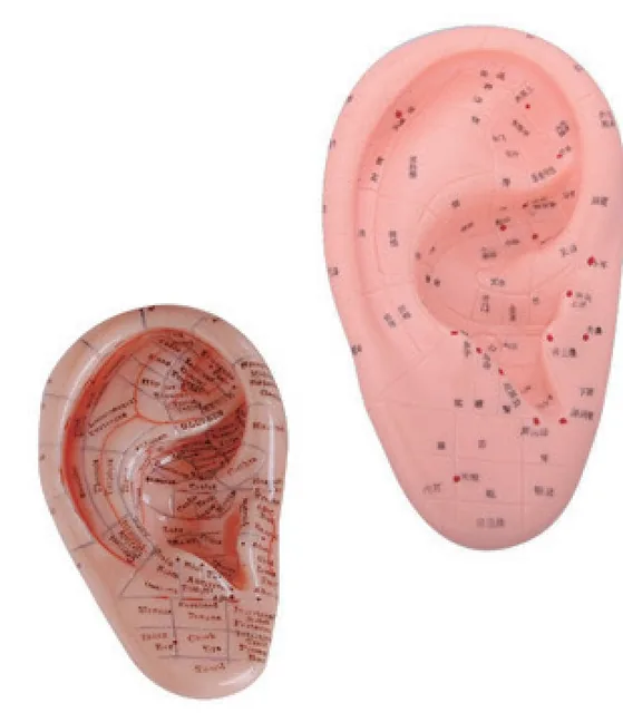 Oreja de masaje (17 cm) — VIC Science