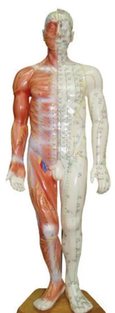 Modelo de acupuntura masculino con músculos de 55 cm — VIC Science