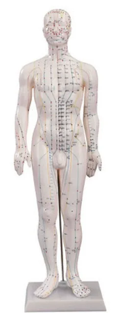 Modelo de acupuntura masculino de 60 cm — VIC Science