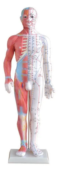 Modelo de acupuntura masculino con músculos de 60 cm — VIC Science
