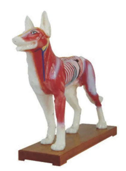 Modelo de acupuntura canina — VIC Science