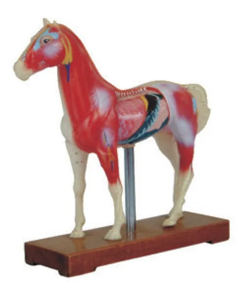Modelo de acupuntura equina — VIC Science