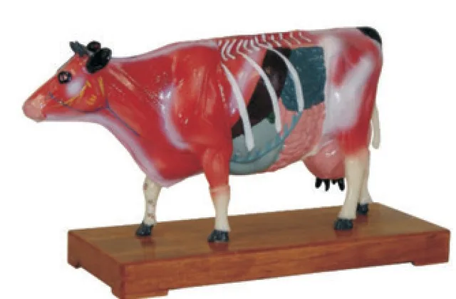 Modelo de acupuntura bovina — VIC Science