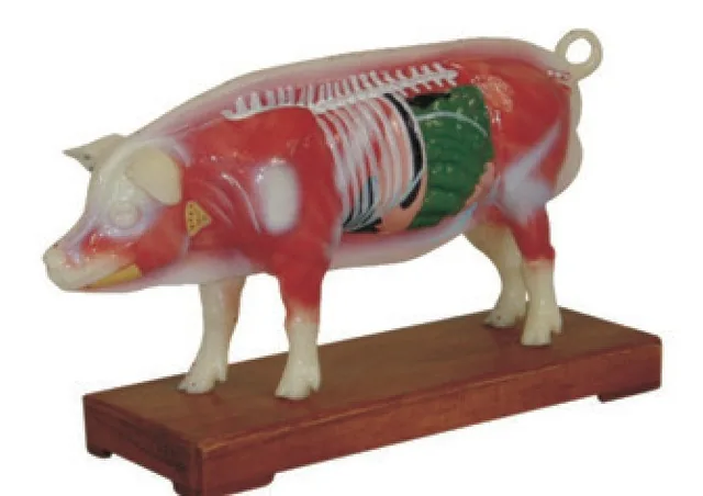 Modelo de acupuntura porcina — VIC Science