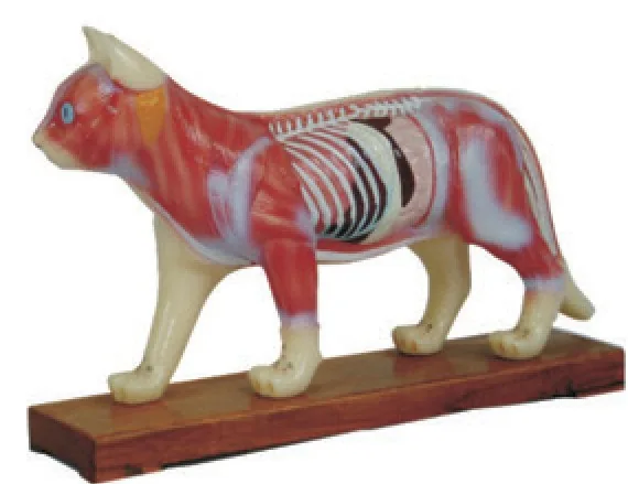 Modelo de acupuntura felina — VIC Science