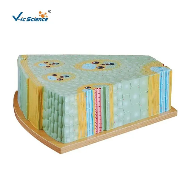 Modelo de estructura del tallo de monocotiledónea — VIC Science