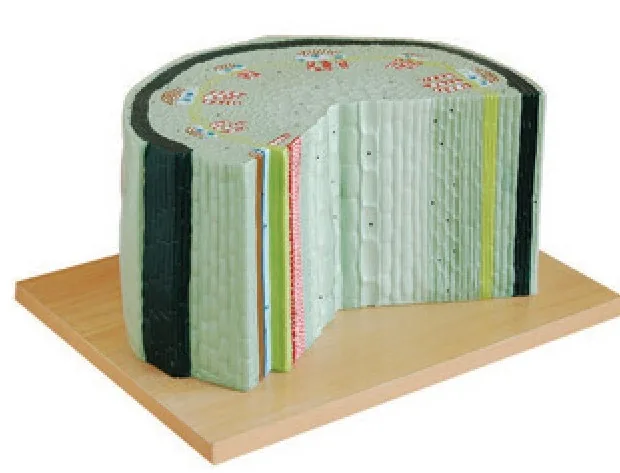 Modelo de estructura del tallo de dicotiledónea — VIC Science