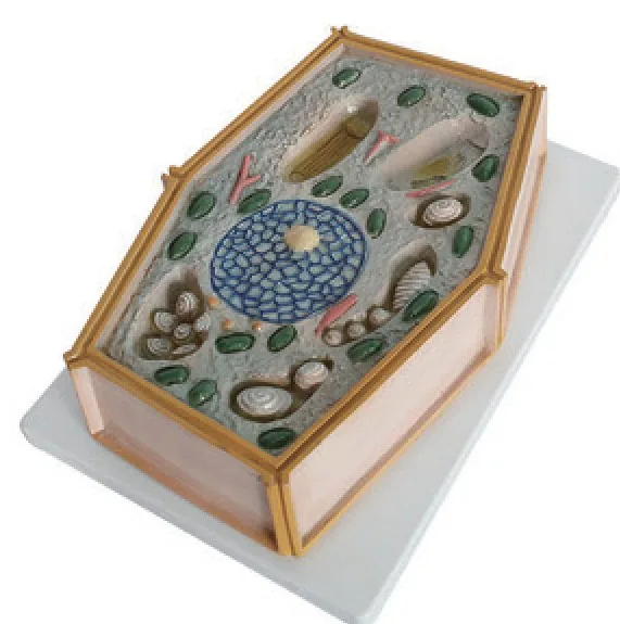 Modelo anatómico de célula vegetal — VIC Science