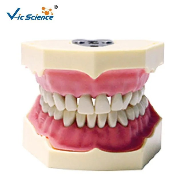 Modelo dental estándar (28 piezas) — VIC Science