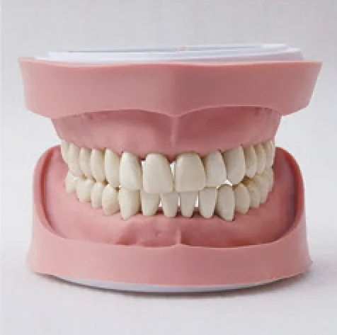 Modelo dental de estudio estándar tipo K — VIC Science