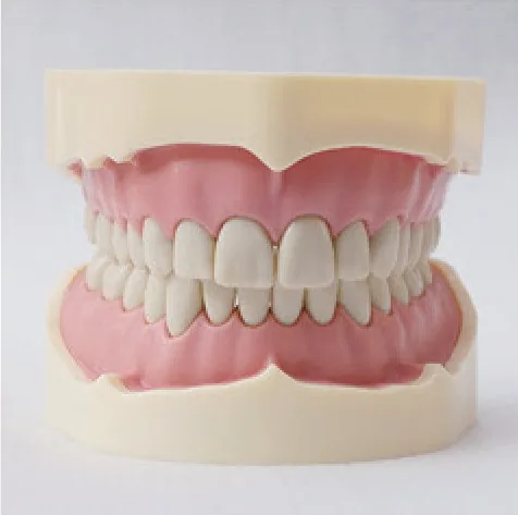 Modelo dental de estudio tipo BF — VIC Science