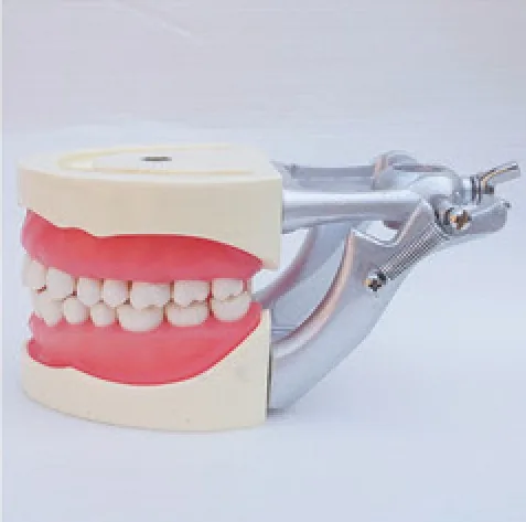 Modelo dental estándar (32 piezas) — VIC Science