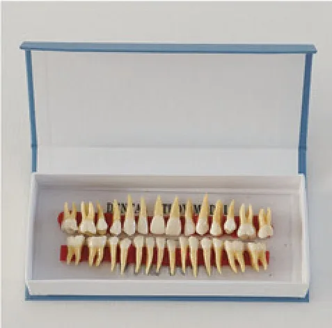 Dientes permanentes anatómicos con raíces bicolor (1:1) — VIC Science