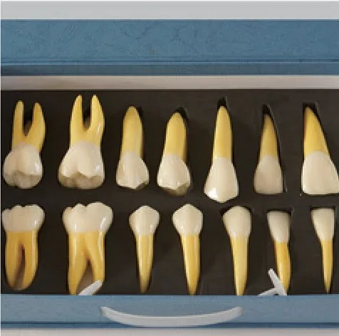 Dientes permanentes anatómicos ampliados 4 veces (derecha 14) — VIC Science
