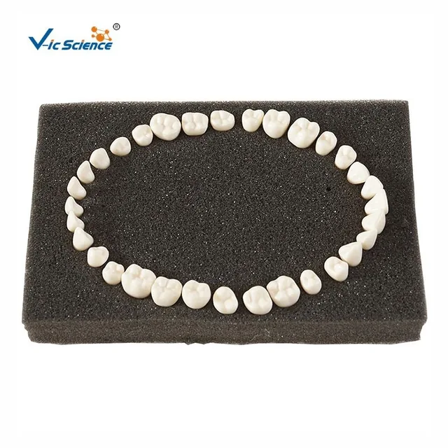 Dientes permanentes con raíces rectas — VIC Science