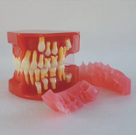 Modelo de desarrollo dental de 9 a 12 años — VIC Science