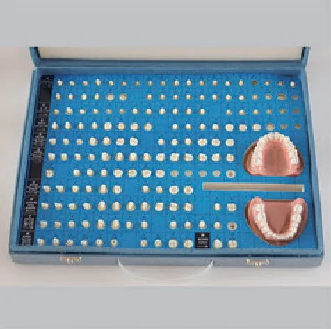 Modelo de preparación dental — VIC Science