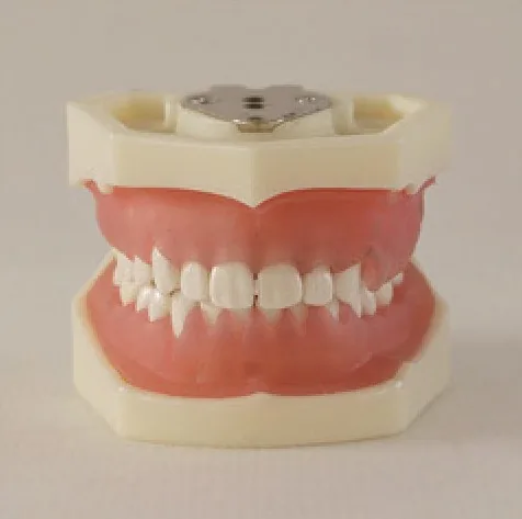 Modelo de enfermedad gingival — VIC Science