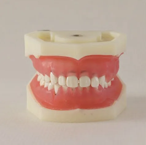 Modelo de enfermedad periodontal tipo L5 — VIC Science