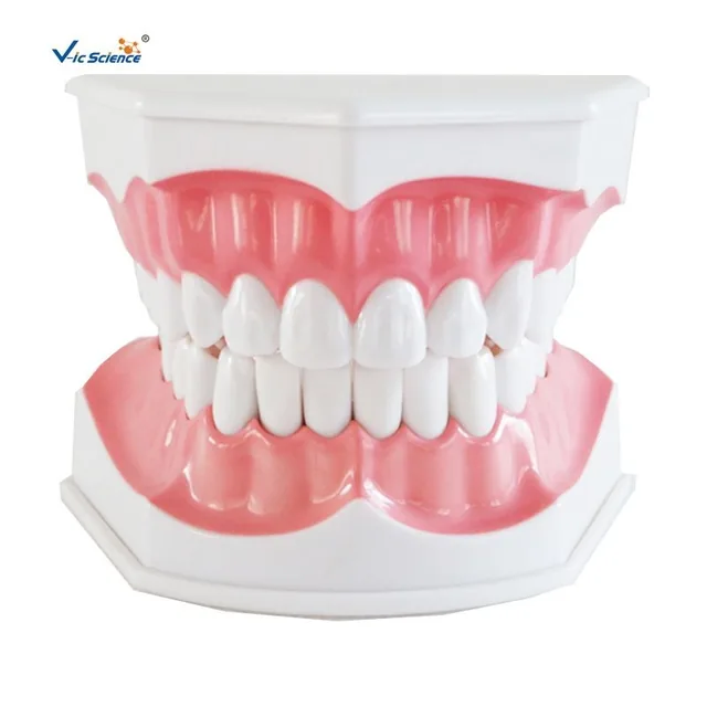 Modelo de cepillado dental tipo G — VIC Science