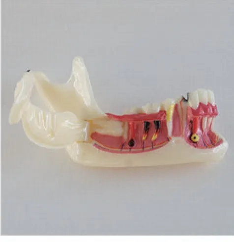 Modelo de organización de la mandíbula — VIC Science