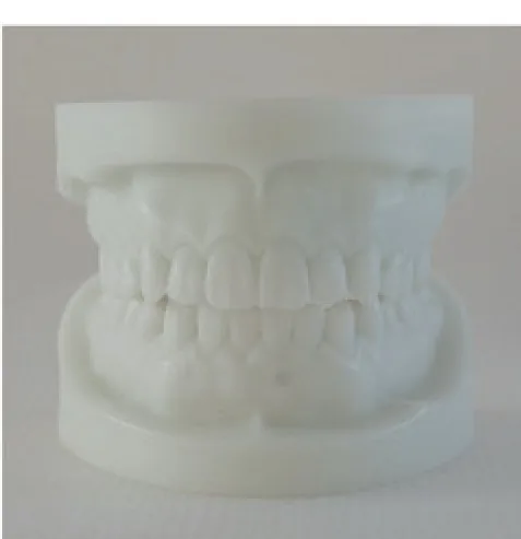 White Alumina Dentition Model — VIC Science
