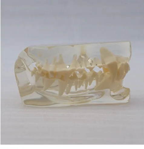 Modelo de dentición de gato — VIC Science