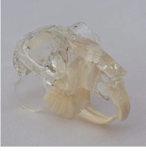 Modelo de dentición de conejo — VIC Science