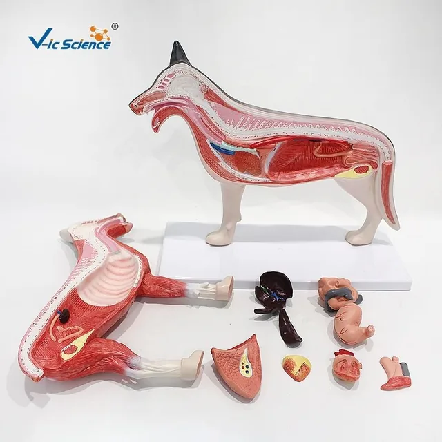 Modelo anatómico de perro — VIC Science