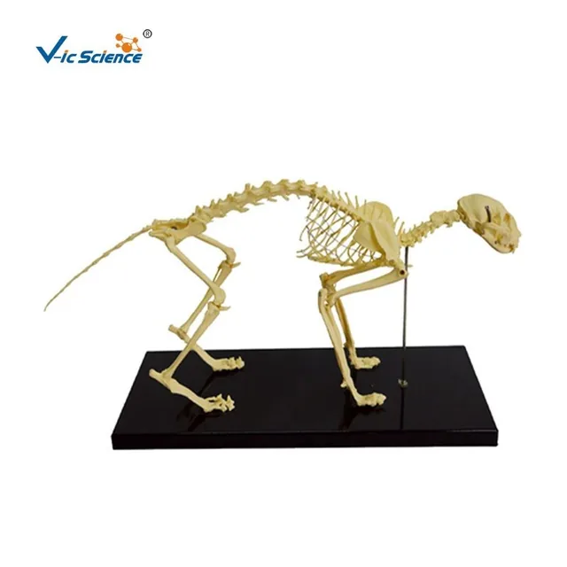 Modelo de esqueleto de gato — VIC Science
