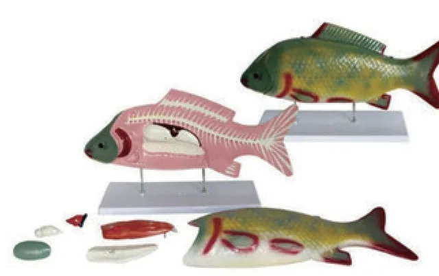 Modelo anatómico de pez — VIC Science